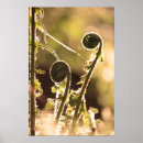 Buscar helecho posters Primavera