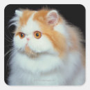 Buscar pelo largo postales Naranja