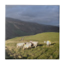 Buscar ovejas azulejos 6 º oveja