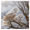 Buscar búhos azulejos Invierno