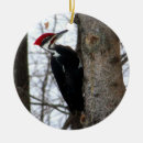 Buscar pileated Naturaleza