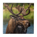 Buscar alimentación azulejos Vertical