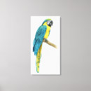 Buscar macaw Animales