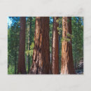 Buscar troncos de árbol postales Bosque
