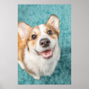 Buscar corgi lindo posters Queen's dog