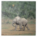 Buscar elephant azulejos Naturaleza