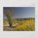Buscar senn Desierto