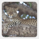 Buscar kenia pegatinas Animal