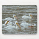 Buscar pelícanos blancos Aves acuáticas