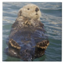 Buscar fiordo azulejos Alaska