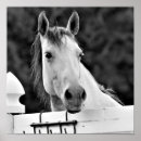 Buscar caballos blancos posters Foto