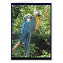 Buscar macaws Machacar