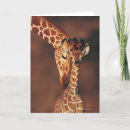 Buscar becerros tarjetas Animal