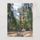 Buscar yosemite postales Secuoya