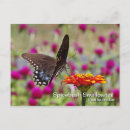 Buscar torneado postales Mariposa