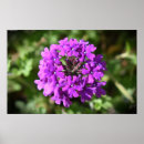 Buscar verbena arte Flor