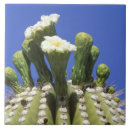 Buscar sonora azulejos Desierto