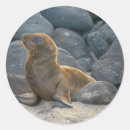 Buscar kevin pegatinas Isla