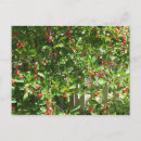 Buscar maduro postales Cereza