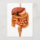 Buscar sistema digestivo postales Anatomía