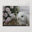 Buscar kaninchen Hase