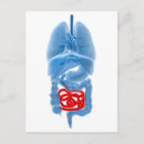 Buscar órganos internos postales Esófago