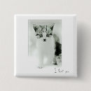 Buscar amo mi gatito Lindo