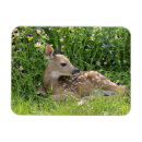 Buscar odocoileus imanes Al aire libre