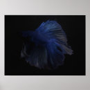 Buscar betta arte Animal
