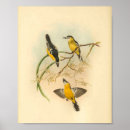 Buscar flycatcher posters Vintage
