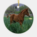 Buscar caballo árabe adornos Colocación