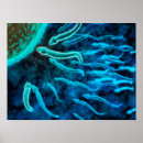 Buscar biología celular posters Núcleo