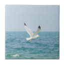 Buscar mar azulejos Pájaro