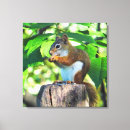 Buscar ardilla arte General y unisex