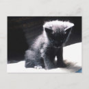 Buscar curiosidades postales Felino