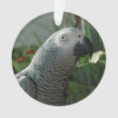 Buscar african adornos Loro