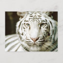 Buscar tigres blancos postales Gatos grandes