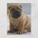Buscar shar pei postales Perros