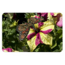 Buscar evolución imanes Humor