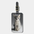 Buscar tabby azul Gatito