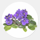 Buscar violetas africanas pegatinas Flor