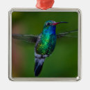 Buscar colibri adornos Pájaro