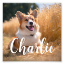 Buscar fotografía mascotas Para ella