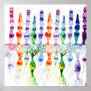Buscar neurona posters Biología