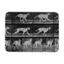 Buscar locomoción Muybridge