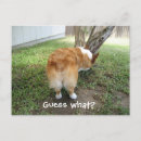 Buscar perros postales Divertido