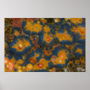 Buscar amapola azul posters Naranja