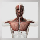 Buscar brazo humano posters Brazos extendidos