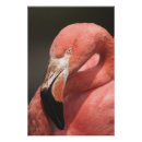 Buscar chileno posters Flamingo