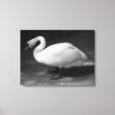Buscar pájaro blanco y negro lienzos Vida silvestre